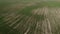 Cereal shoots on a farm field, aerial view. Sprouts in the field as a background