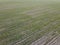 Cereal shoots on a farm field, aerial view. Sprouts in the field as a background