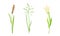 Cereal spikelets grain plants set. Agricultural organic product vector illustration