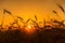 Cereal wheat fields at sunrise