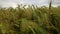 Cereals - detail of a field of wheat