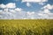 Cereals field and blue sky with clouds