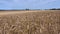 Cereals field with yellow ears