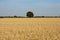 Cereals and Fields with Trees Green Horizon