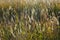 Cereals are lit by the sun. Herbal meadow in the beginning of autumn