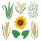 Cereals set. Sunflower, barley, wheat, rye, rice and oat. Collection decorative floral design elements.