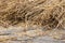 Cereals at a threshing floor