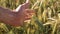 Cereals and Wheat. Hand touches wheat or cereals in a field on a summer farm. Agriculture and food cultivation concept