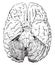 Cerebellum, vintage engraving