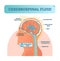 Cerebrospinal fluid vector illustration. Anatomical labeled diagram - human superior sigittal sinus and spinal cord central canal.