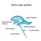 Cerebrospinal fluid and Ventricular system