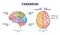 Cerebrum brain structure from lateral and superior view outline diagram