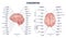 Cerebrum structure and human brain sections and parts anatomy outline diagram