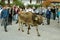 Ceremonial driving down of cattle from the mountain