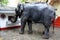 A ceremonial elephant in Sri Lanka.