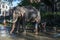 A ceremonial elephant is washed by a group of mahouts within the Temple of the Sacred Tooth Relic complex in Kandy in Sri Lanka.