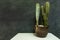 The Cereus is a beautiful succulent plant of the great family