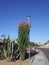 Cereus cacti and Blooming Ocotillo in Arizona Xeriscaping