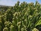 Cereus cactus - Canary Islands - Spain