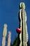 Cereus cactus with red fruit