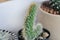 Cereus columbians f cristata or cactus , succulent