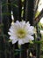 Cereus jamacaru cactus garden big beatiful thailand white green