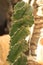 Cereus Jamacaru Spiralis cactus plant