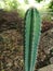 Cereus peruvianus, Fairy castle Cactus tree green trunk has sharp spikes around blooming