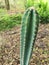 Cereus peruvianus, Fairy castle Cactus tree green trunk has sharp spikes around blooming