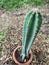 Cereus peruvianus, Fairy castle Cactus tree green trunk has sharp spikes around blooming in terracotta porcelain pot