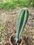 Cereus peruvianus, Fairy castle Cactus tree green trunk has sharp spikes around blooming in terracotta porcelain pot