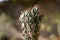 Cereus peruvianus Monstrosus cactus plant with blurred background or cactus with spiderweb