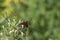 Ceriana wasp Looking for food on flowers