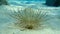 Cerianthus membranaceus, coloured tube anemone or cylinder anemone.