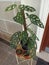 Ceriman or Philodendron monstera is a philodendron with distinctive leaves that split when it is grown.
