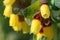 Cerinthe major - yellow flower