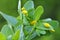 Cerinthe minor grows in nature