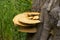 Cerioporus squamosus aka Polyporus squamosus mushroom grows on tree trunk in forest
