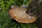 Cerioporus squamosus, also known as Pheasant's back mushrooms and dryad's saddle