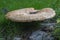 Cerioporus squamosus mushroom