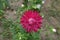 Cerise flowerhead of china aster in september