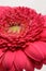 Cerise pink Gerbera flower