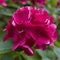 Cerise pink Hydrangea flower in close up