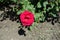 Cerise red flower of garden rose
