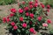 Cerise red flowers on rose bush