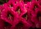 Cerise rhododendron photograph, fresh vibrant Rhod