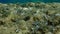 Cerith (Cerithium renovatum) shell with hermit crab (Clibanarius erythropus) undersea