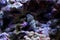 Cerith sand sea snail - Cerithium Caeruleum