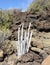 Ceropegia fusca or cardoncillo plant on volcanic stones background