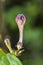 Ceropegia media, Larval host plant seen at Kaas Plateau,Satara,Maharashtra,India